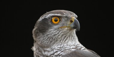 Habichtportrait